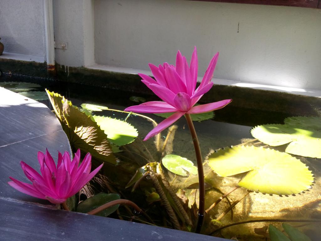 Green Coco Homestay Hoi An Bagian luar foto